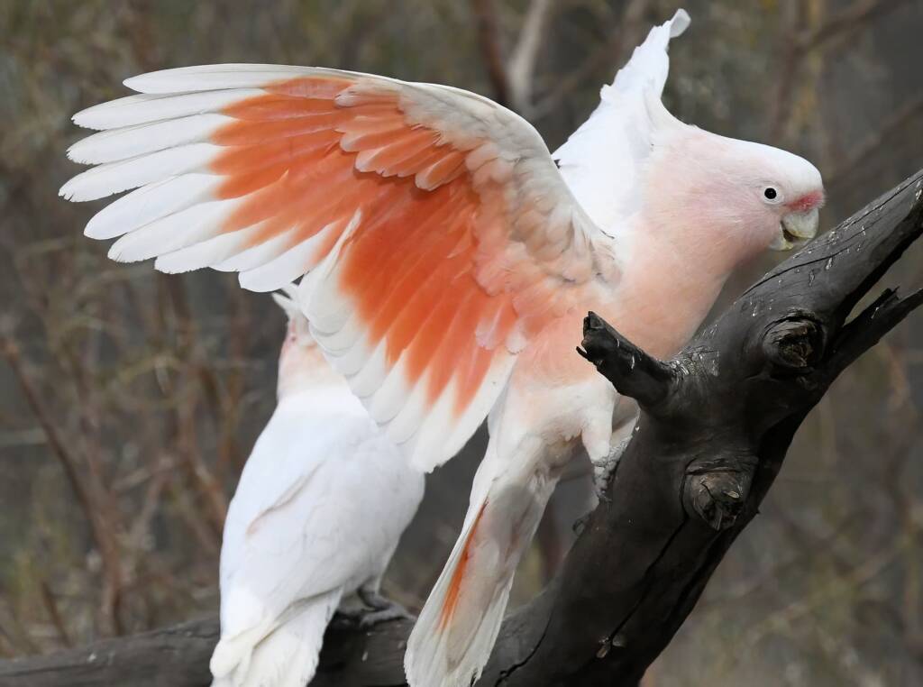 Pink Cockatoo / Major Mitchell’s Cockatoo (Lophochroa leadbeateri), Newhaven Wildlife Sanctuary NT © Dorothy Latimer