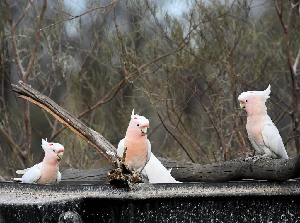 Pink Cockatoo / Major Mitchell’s Cockatoo (Lophochroa leadbeateri), Newhaven Wildlife Sanctuary NT © Dorothy Latimer