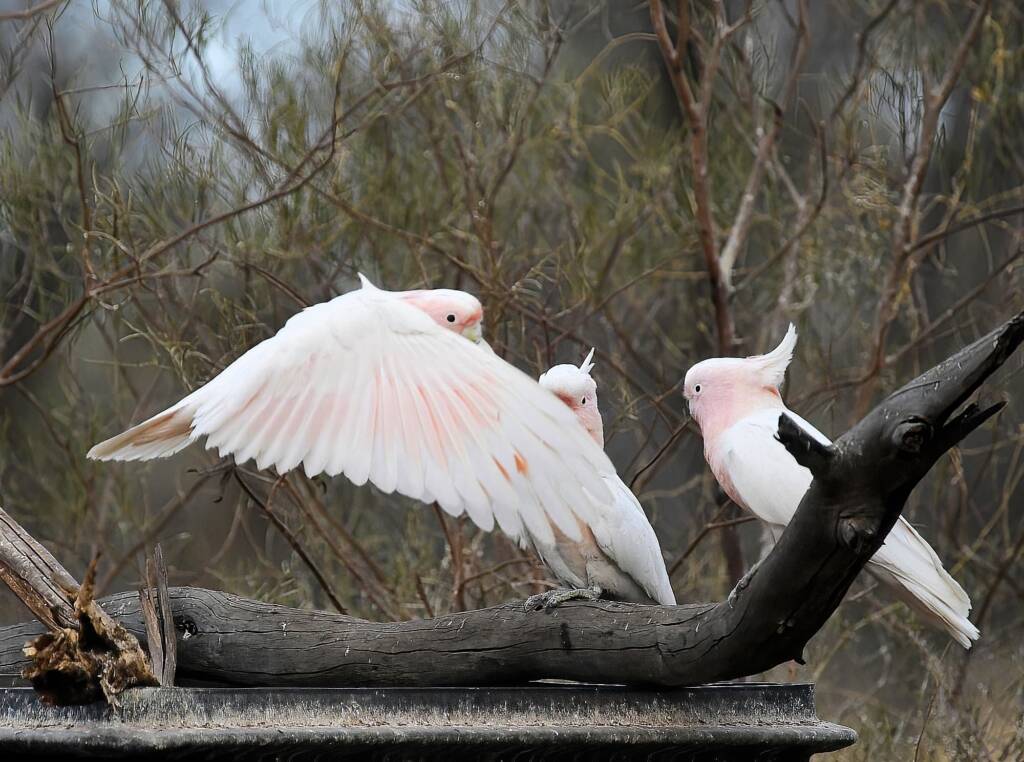 Pink Cockatoo / Major Mitchell’s Cockatoo (Lophochroa leadbeateri), Newhaven Wildlife Sanctuary NT © Dorothy Latimer
