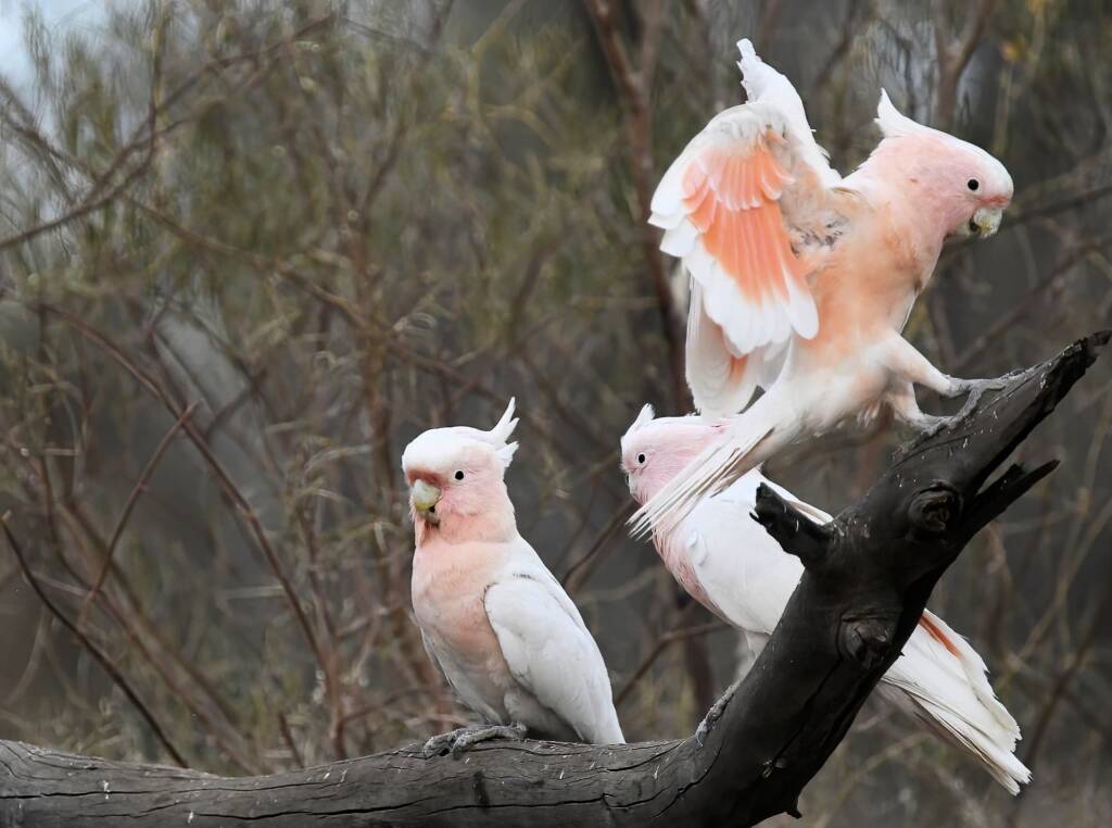 Pink Cockatoo / Major Mitchell’s Cockatoo (Lophochroa leadbeateri), Newhaven Wildlife Sanctuary NT © Dorothy Latimer