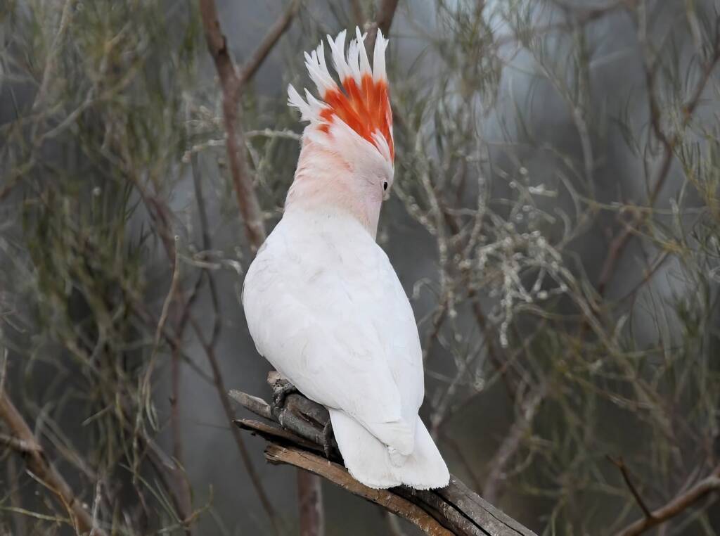 Pink Cockatoo / Major Mitchell’s Cockatoo (Lophochroa leadbeateri), Newhaven Wildlife Sanctuary NT © Dorothy Latimer