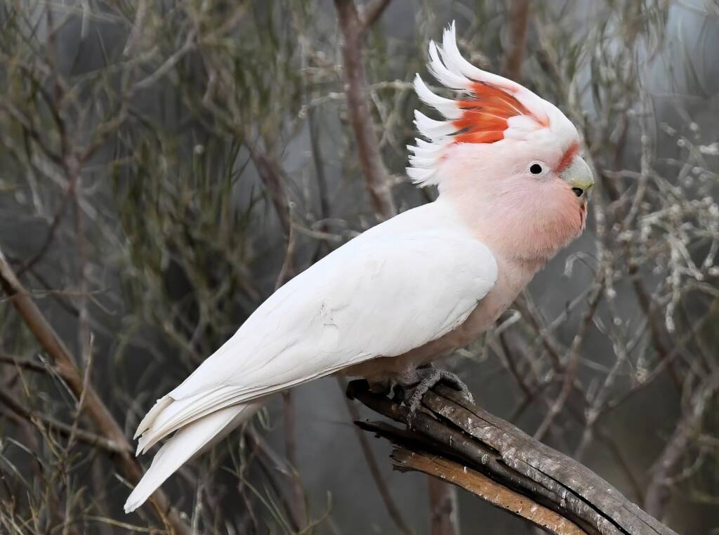 Pink Cockatoo / Major Mitchell’s Cockatoo (Lophochroa leadbeateri), Newhaven Wildlife Sanctuary NT © Dorothy Latimer