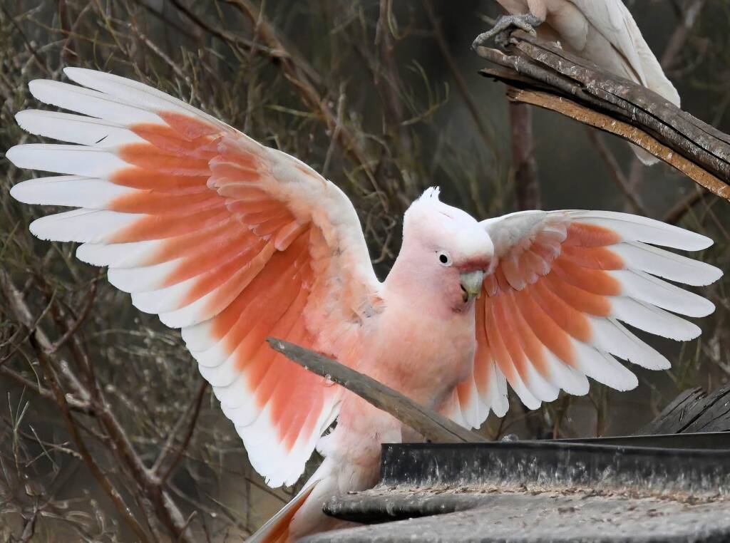 Pink Cockatoo (Lophochroa leadbeateri), Newhaven Wildlife Sanctuary NT © Dorothy Latimer