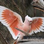 Pink Cockatoo (Lophochroa leadbeateri), Newhaven Wildlife Sanctuary NT © Dorothy Latimer
