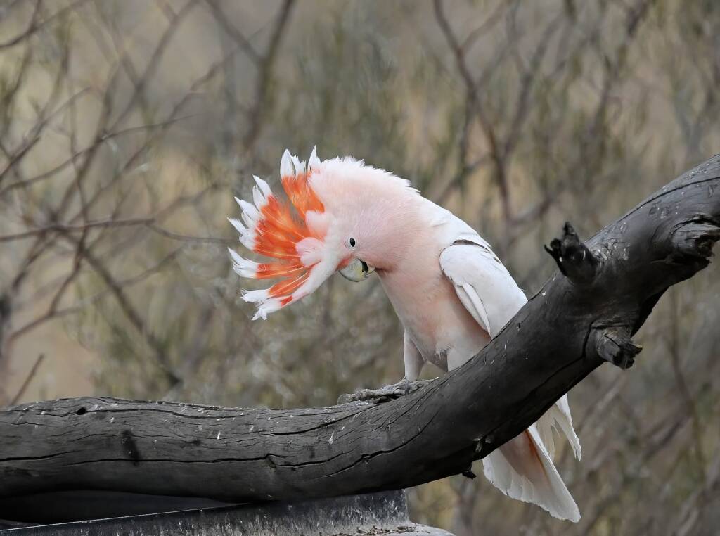 Pink Cockatoo (Lophochroa leadbeateri), Newhaven Wildlife Sanctuary NT © Dorothy Latimer