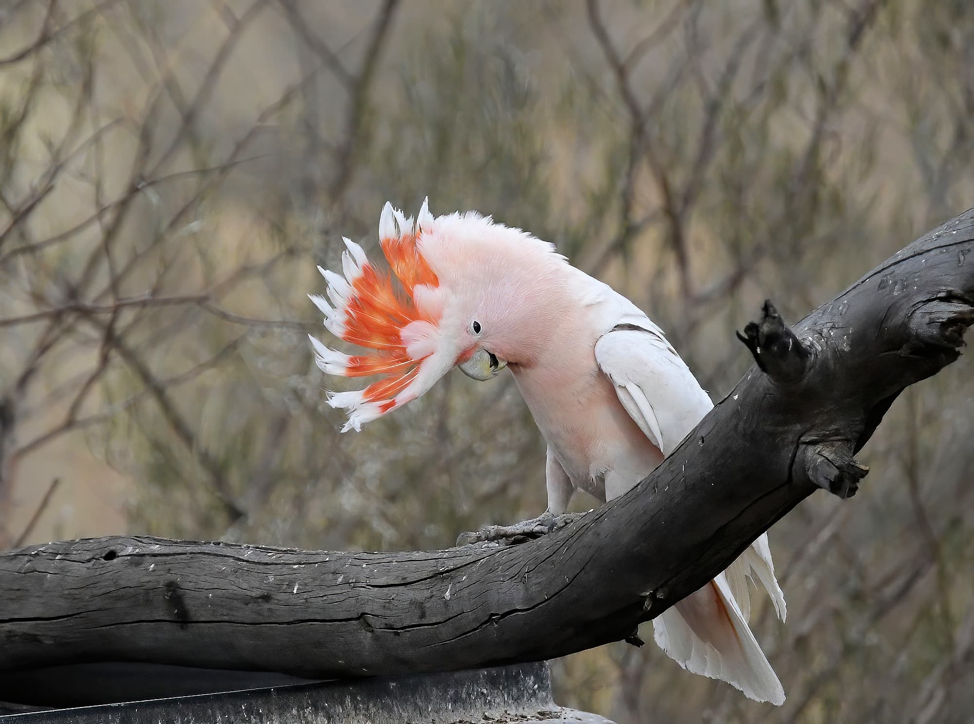 Pink Cockatoo (Lophochroa leadbeateri), Newhaven Wildlife Sanctuary NT © Dorothy Latimer