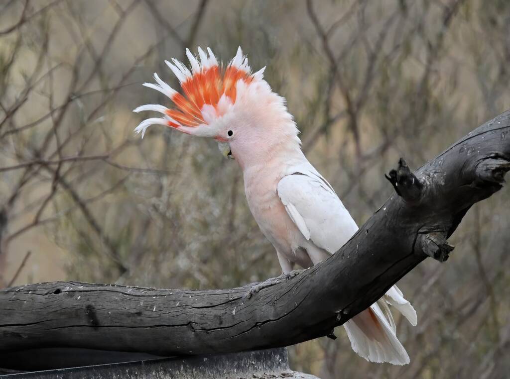 Pink Cockatoo (Lophochroa leadbeateri), Newhaven Wildlife Sanctuary NT © Dorothy Latimer