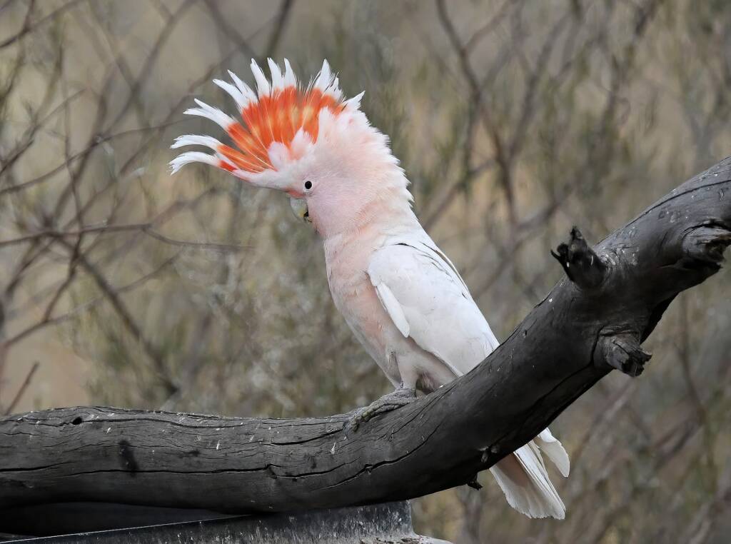 Pink Cockatoo (Lophochroa leadbeateri), Newhaven Wildlife Sanctuary NT © Dorothy Latimer