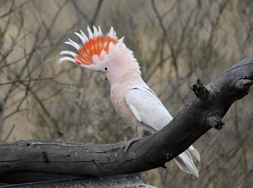 Pink Cockatoo (Lophochroa leadbeateri), Newhaven Wildlife Sanctuary NT © Dorothy Latimer