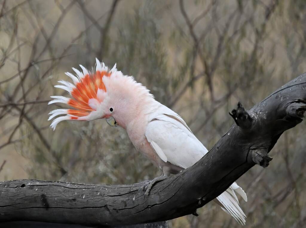 Pink Cockatoo (Lophochroa leadbeateri), Newhaven Wildlife Sanctuary NT © Dorothy Latimer