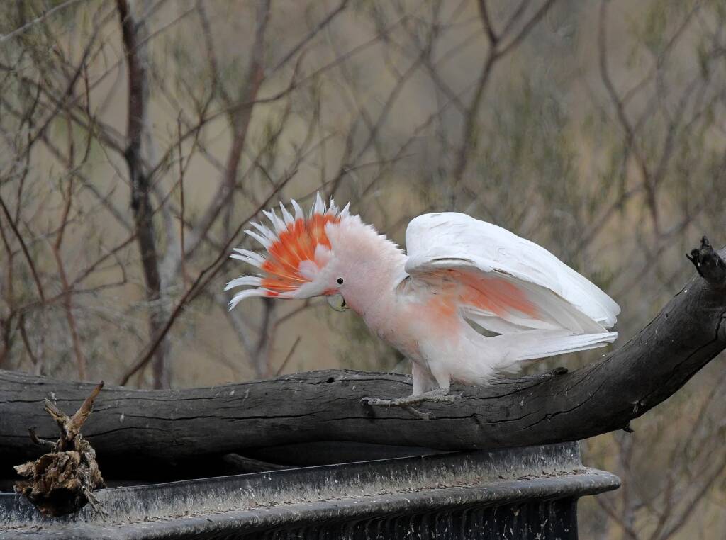Pink Cockatoo (Lophochroa leadbeateri), Newhaven Wildlife Sanctuary NT © Dorothy Latimer