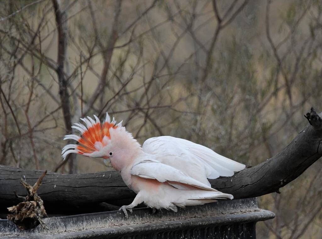Pink Cockatoo (Lophochroa leadbeateri), Newhaven Wildlife Sanctuary NT © Dorothy Latimer