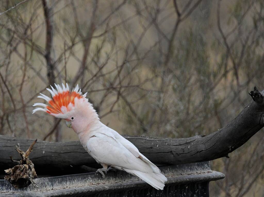 Pink Cockatoo (Lophochroa leadbeateri), Newhaven Wildlife Sanctuary NT © Dorothy Latimer