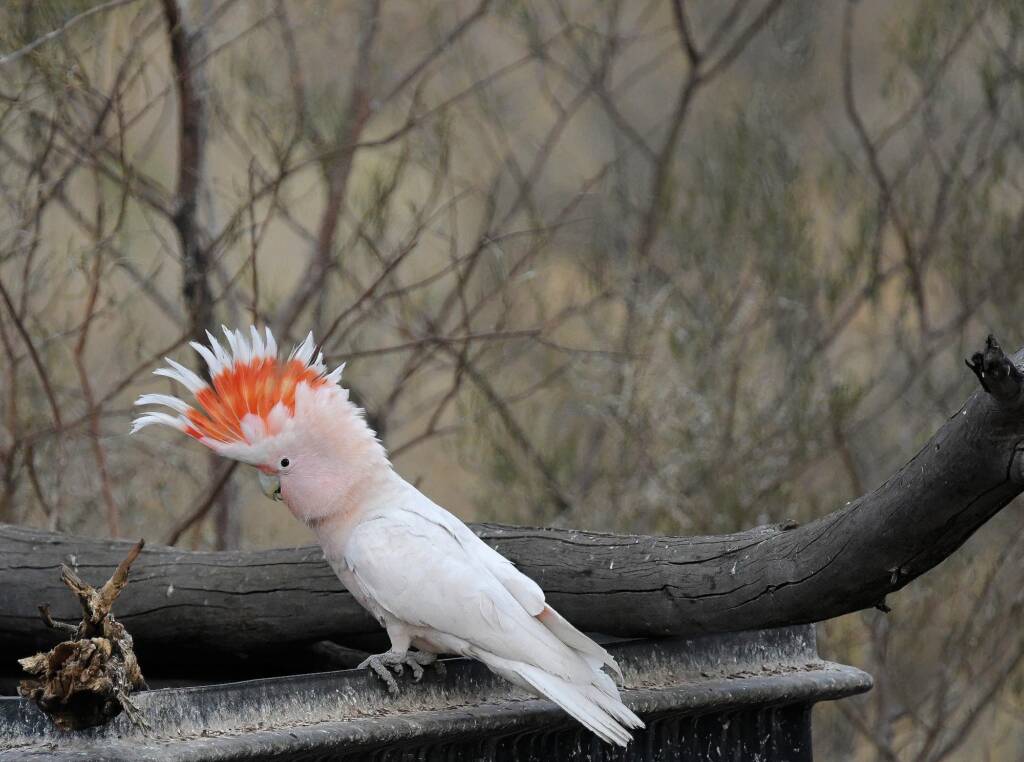 Pink Cockatoo (Lophochroa leadbeateri), Newhaven Wildlife Sanctuary NT © Dorothy Latimer