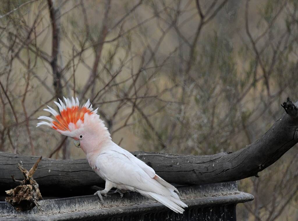Pink Cockatoo (Lophochroa leadbeateri), Newhaven Wildlife Sanctuary NT © Dorothy Latimer