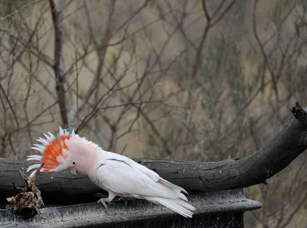 Pink Cockatoo (Lophochroa leadbeateri), Newhaven Wildlife Sanctuary NT © Dorothy Latimer
