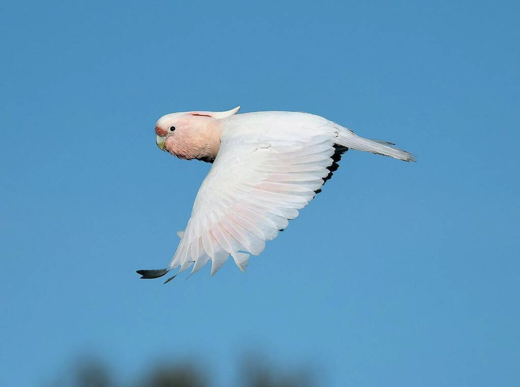 Pink Cockatoo / Major Mitchell’s Cockatoo (Lophochroa leadbeateri), Newhaven Wildlife Sanctuary NT © Dorothy Latimer