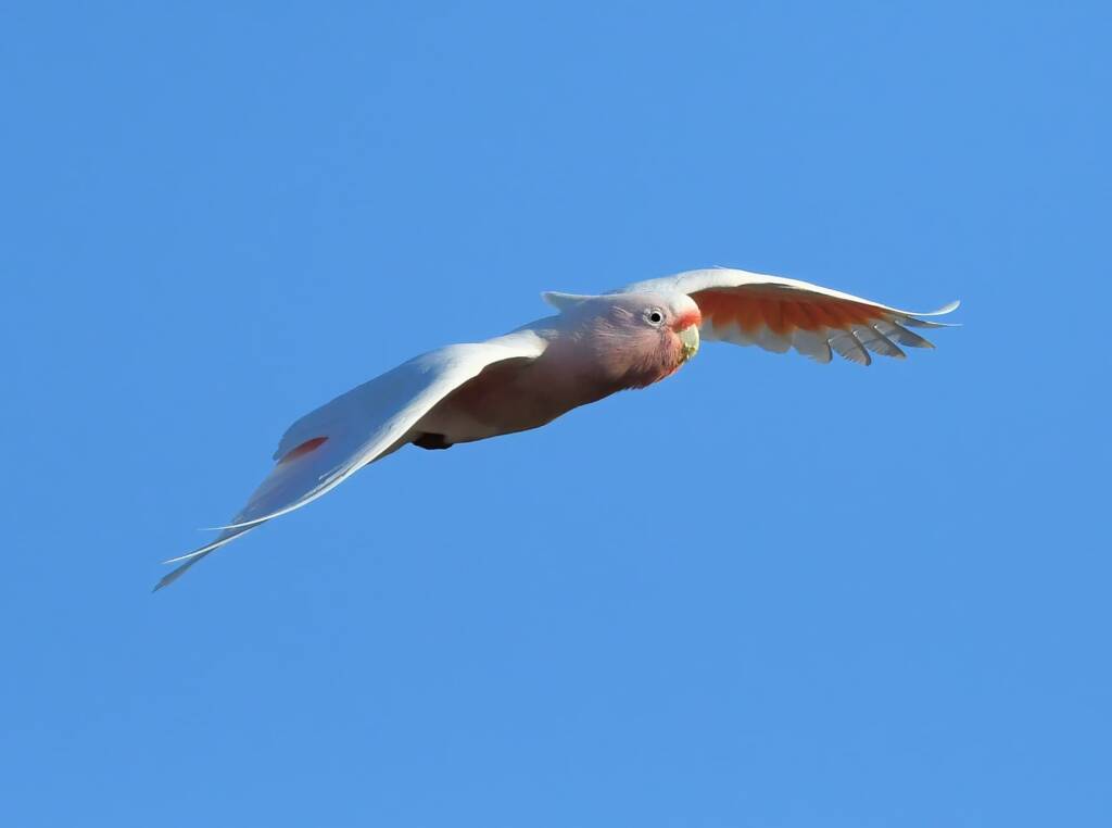 Pink Cockatoo (Lophochroa leadbeateri), Newhaven Wildlife Sanctuary NT © Dorothy Latimer