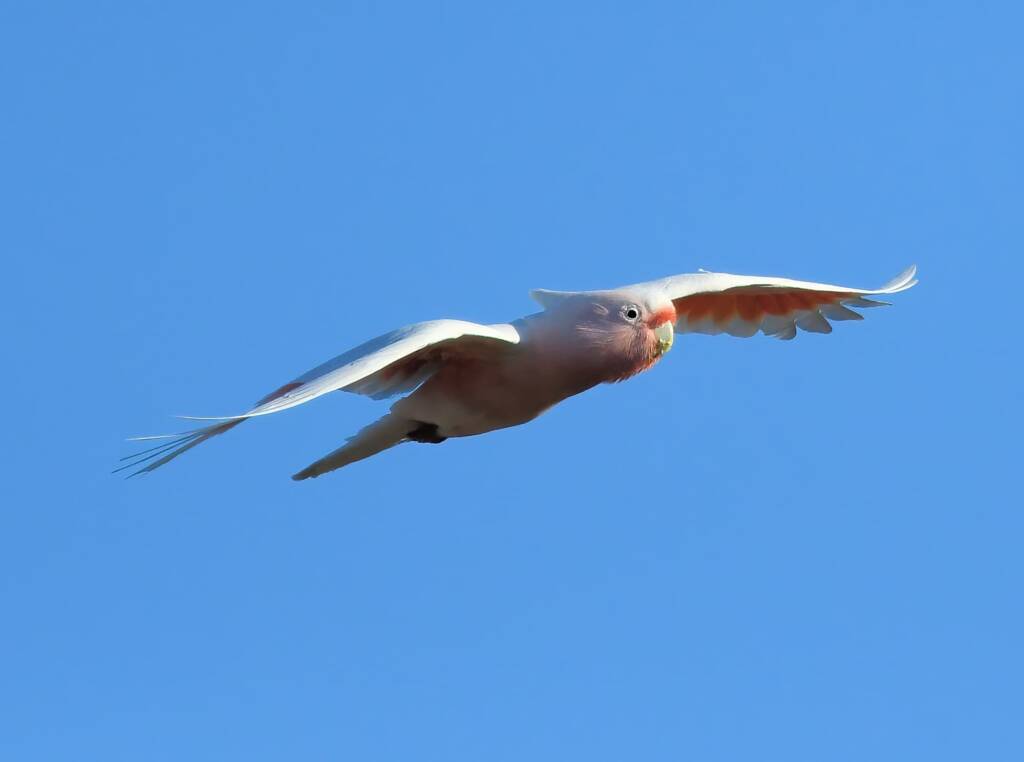 Pink Cockatoo (Lophochroa leadbeateri), Newhaven Wildlife Sanctuary NT © Dorothy Latimer