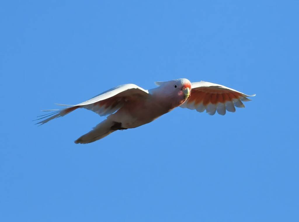 Pink Cockatoo (Lophochroa leadbeateri), Newhaven Wildlife Sanctuary NT © Dorothy Latimer