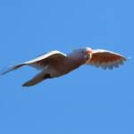 Pink Cockatoo (Lophochroa leadbeateri), Newhaven Wildlife Sanctuary NT © Dorothy Latimer
