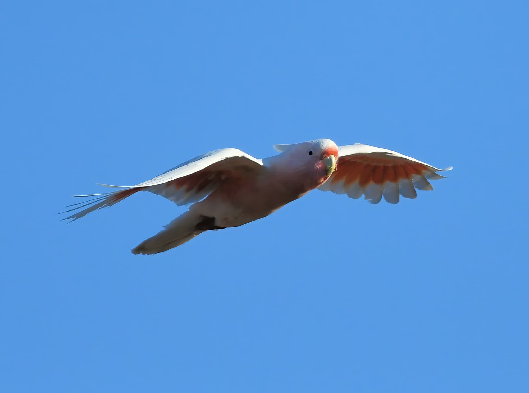 Wish I could fly…
