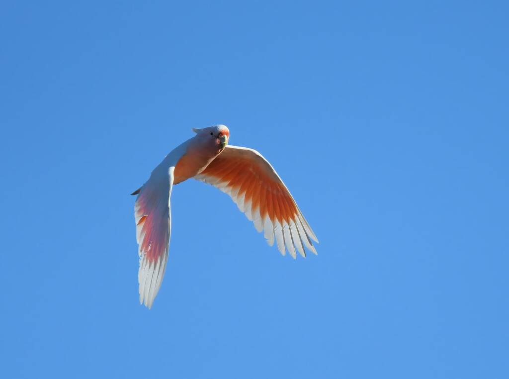 Pink Cockatoo (Lophochroa leadbeateri), Newhaven Wildlife Sanctuary NT © Dorothy Latimer