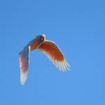 Pink Cockatoo (Lophochroa leadbeateri), Newhaven Wildlife Sanctuary NT © Dorothy Latimer