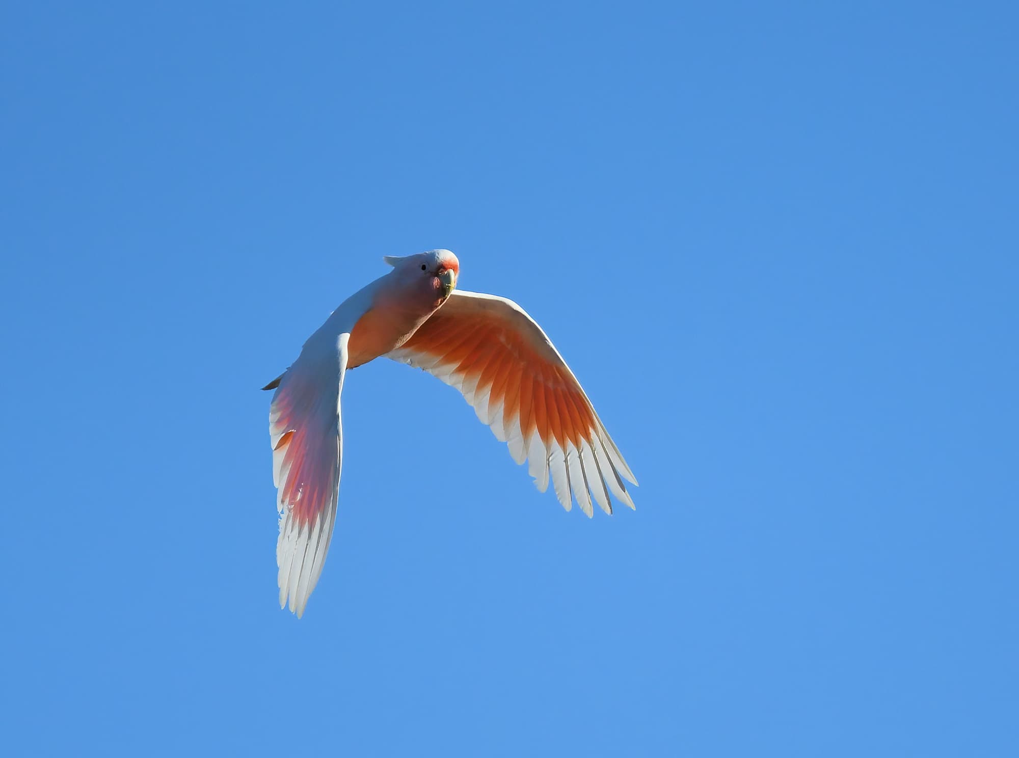 Pink Cockatoo (Lophochroa leadbeateri), Newhaven Wildlife Sanctuary NT © Dorothy Latimer