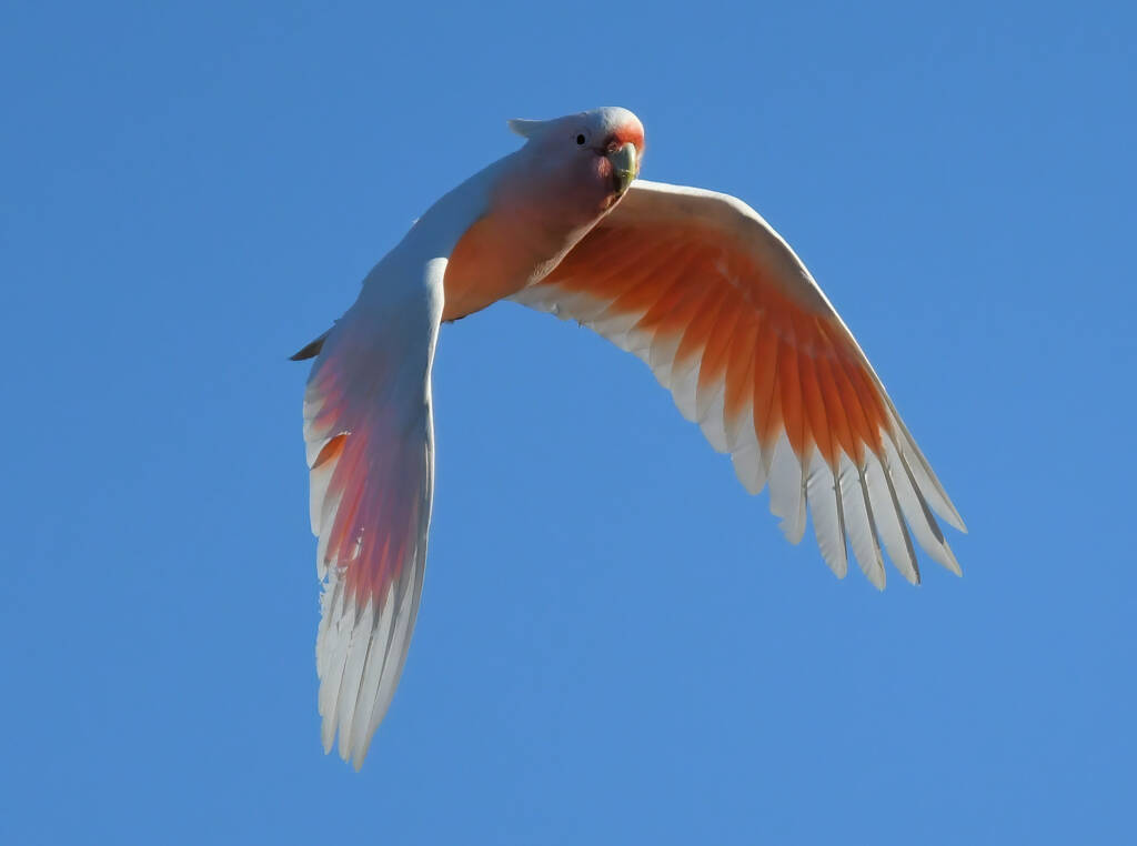 Pink Cockatoo (Lophochroa leadbeateri), Newhaven Wildlife Sanctuary NT © Dorothy Latimer