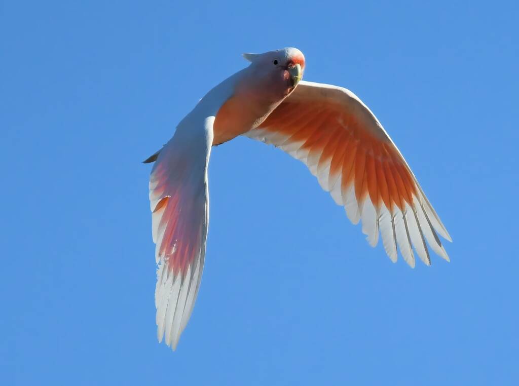 Pink Cockatoo (Lophochroa leadbeateri), Newhaven Wildlife Sanctuary NT © Dorothy Latimer