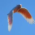 Pink Cockatoo (Lophochroa leadbeateri), Newhaven Wildlife Sanctuary NT © Dorothy Latimer