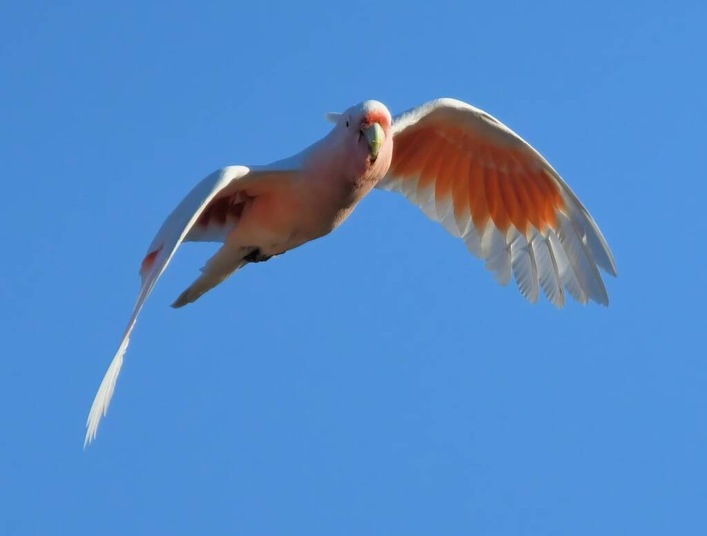 Pink Cockatoo (Lophochroa leadbeateri), Newhaven Wildlife Sanctuary NT © Dorothy Latimer