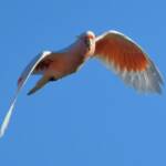 Pink Cockatoo (Lophochroa leadbeateri), Newhaven Wildlife Sanctuary NT © Dorothy Latimer