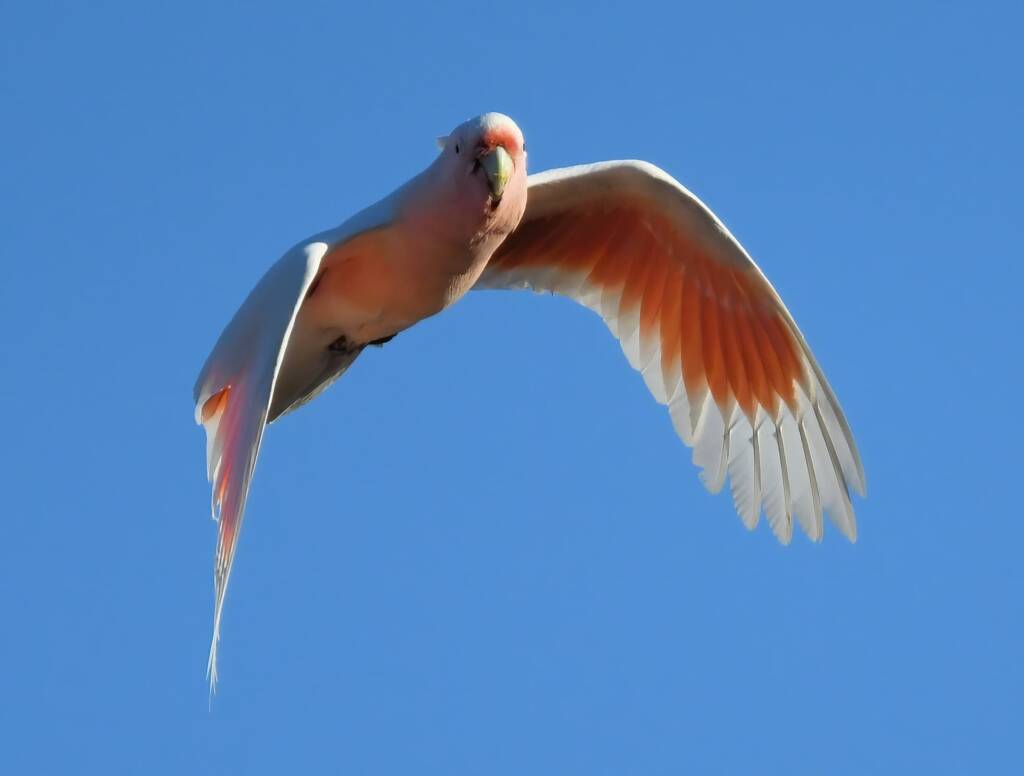 Pink Cockatoo (Lophochroa leadbeateri), Newhaven Wildlife Sanctuary NT © Dorothy Latimer