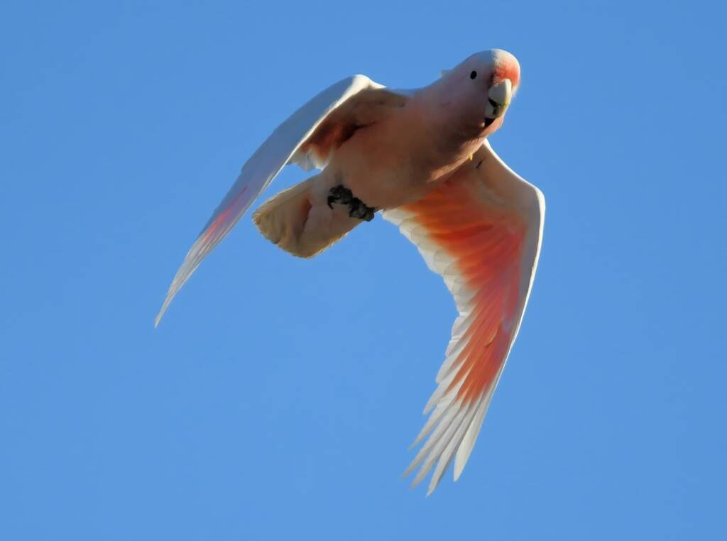 Pink Cockatoo (Lophochroa leadbeateri), Newhaven Wildlife Sanctuary NT © Dorothy Latimer