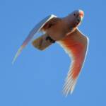 Pink Cockatoo (Lophochroa leadbeateri), Newhaven Wildlife Sanctuary NT © Dorothy Latimer