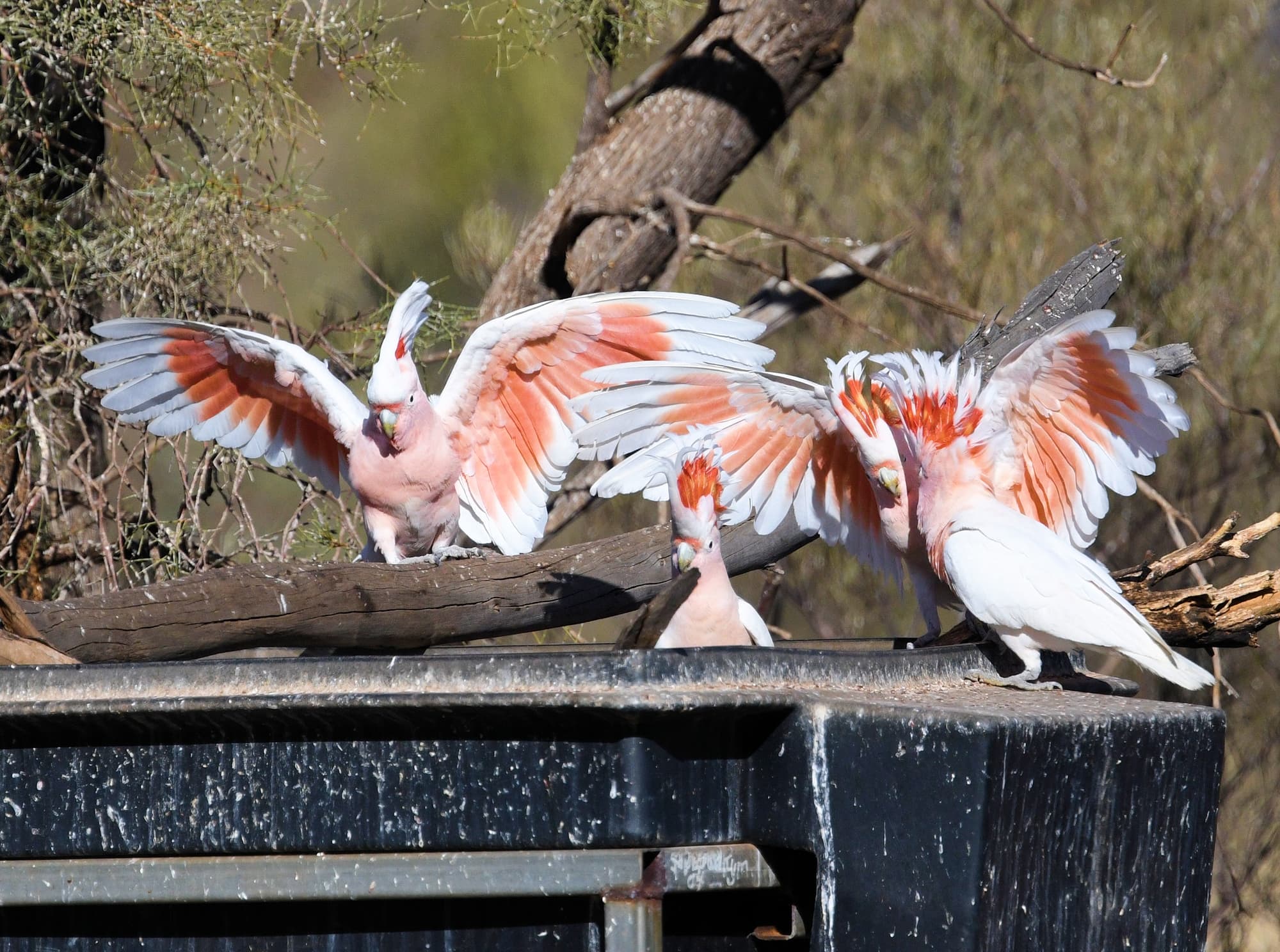 Major Mitchell’s Cockatoo (Lophochroa leadbeateri), Newhaven Wildlife Sanctuary © Dorothy Latimer