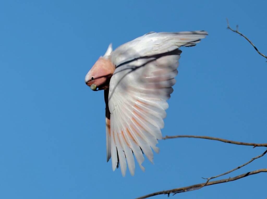 Major Mitchell’s Cockatoo (Lophochroa leadbeateri), Newhaven Wildlife Sanctuary © Dorothy Latimer