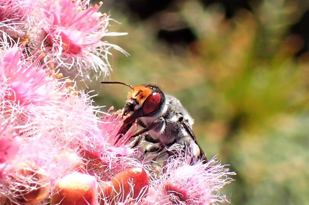 Megachile aurifrons, Midwest WA © Gary Taylor