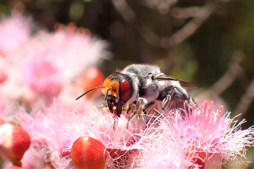 Megachile aurifrons, Midwest WA © Gary Taylor