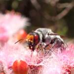 Megachile aurifrons, Midwest WA © Gary Taylor