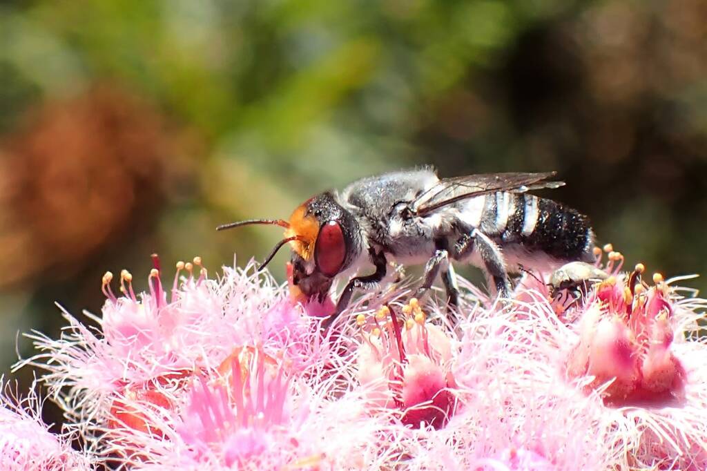 Megachile aurifrons, Midwest WA © Gary Taylor