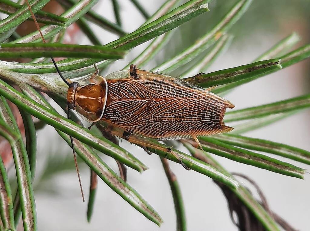 Native Cockroach (Balta bicolor), Randwick NSW © Jennifer Mather