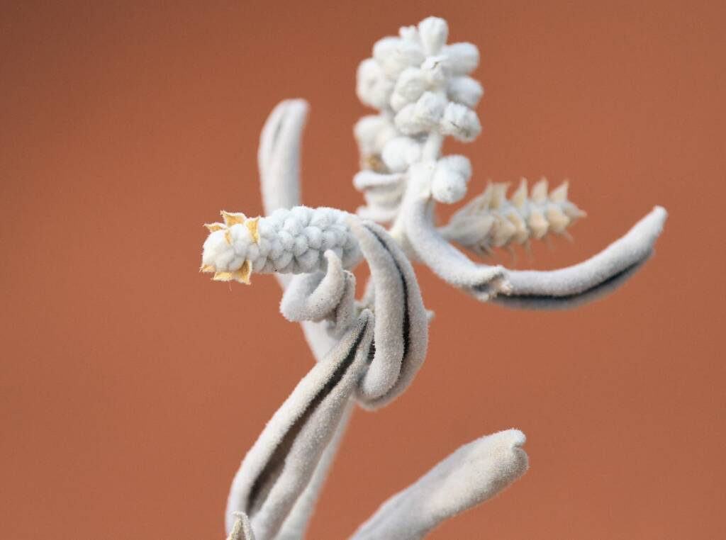 Newcastelia spodiotricha, Newhaven Wildlife Sanctuary NT © Dorothy Latimer