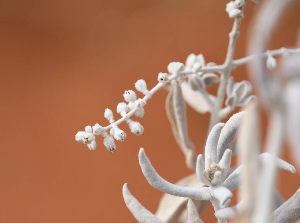 Newcastelia spodiotricha, Newhaven Wildlife Sanctuary NT © Dorothy Latimer