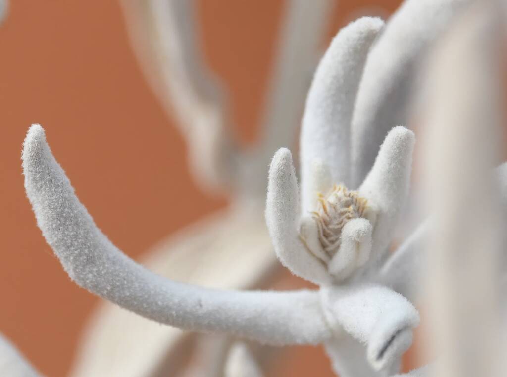 Newcastelia spodiotricha, Newhaven Wildlife Sanctuary NT © Dorothy Latimer