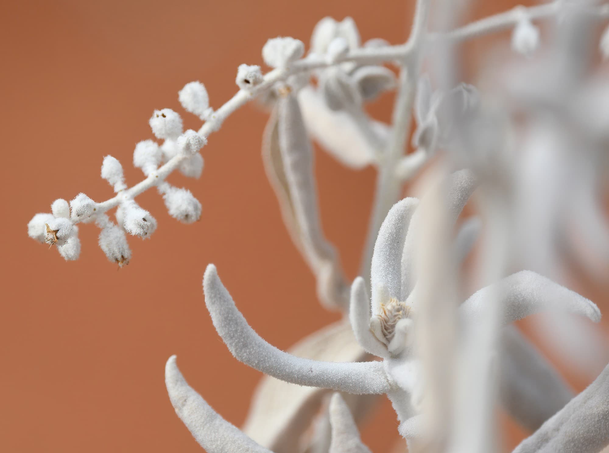 Newcastelia spodiotricha, Newhaven Wildlife Sanctuary NT © Dorothy Latimer