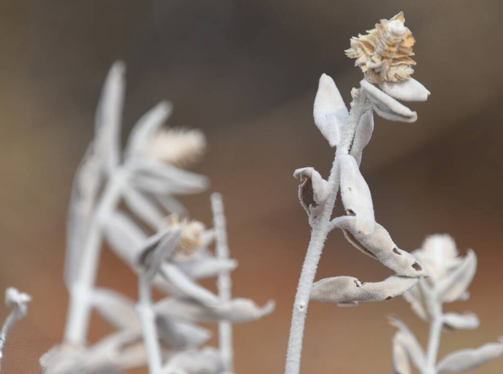 Newcastelia spodiotricha, Newhaven Wildlife Sanctuary NT © Dorothy Latimer