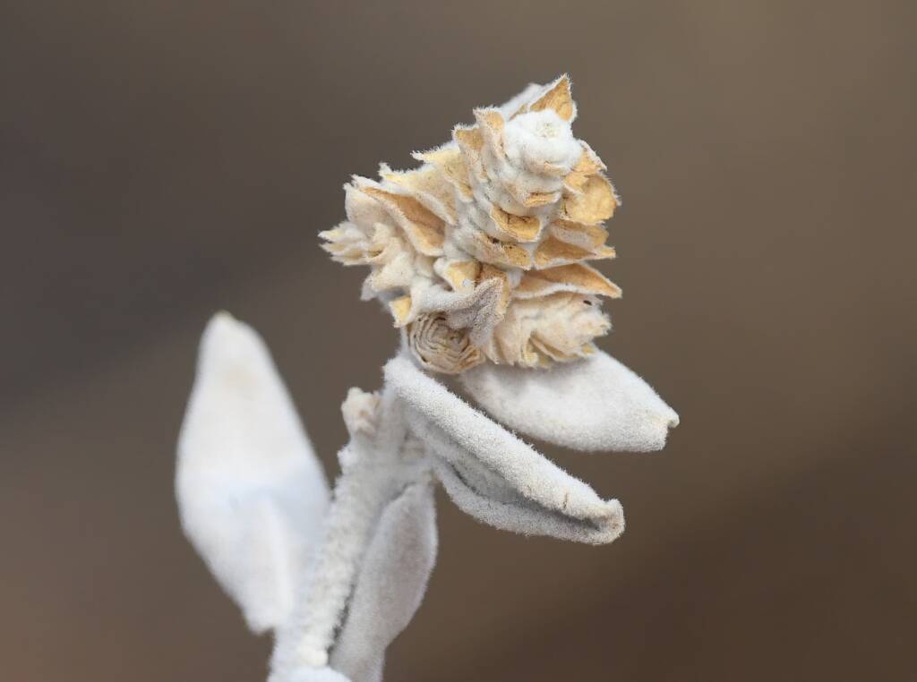 Newcastelia spodiotricha, Newhaven Wildlife Sanctuary NT © Dorothy Latimer